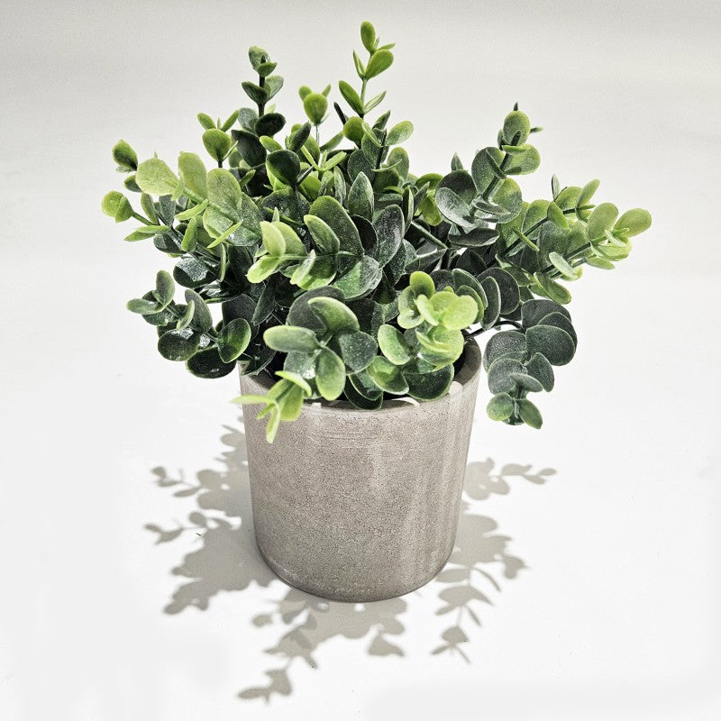 Succulente Assortite In Vaso Di Cemento 23cm